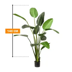 STRELITZIA NICOLAI 140 cm