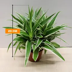ქლოროფიტუმი CHLOROPHYTUM HANGING 20 სმ