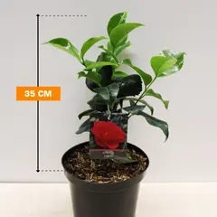 Camelia JAPONICA 35 cm