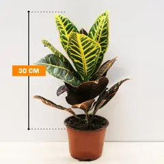 კროტონი CODIAEUM CROTON PETRA 30 სმ