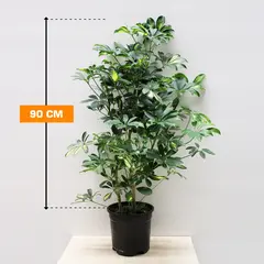 Шеффлера Schefflera MATERNAL 90 см