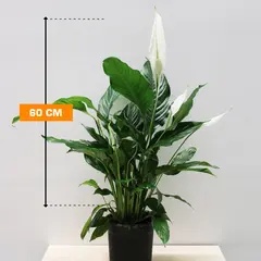 Spathiphyllum 60 cm