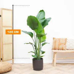 STRELITZIA NICOLAI 120 cm