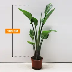 STRELITZIA NICOLAI 2 PP 100 cm