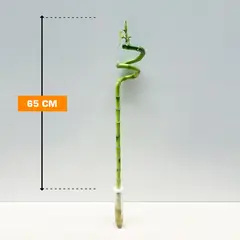 დრაცენა Bamboo 65 სმ