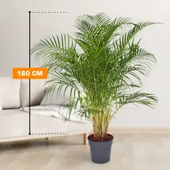 დიფსისი DYPSIS LUTESCENS ARECA 160 სმ
