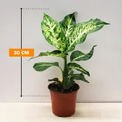 დიფენბახია Mars 30 სმ