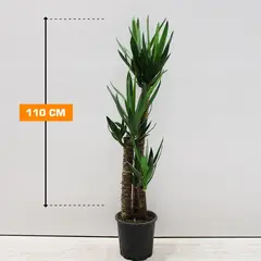 იუკა Yucca 3PP 110 სმ
