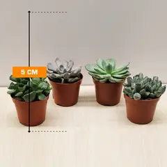 სუკულენტი SUCCULENT ANDROMISCHUS CRISTATUS 5 სმ