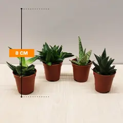 ხავორტია HAWORTHIA PAINTED 8 სმ