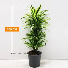 Dracaena Lemon Lime 100 cm