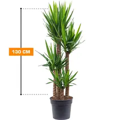 Юкка Yucca 4PP 130 см