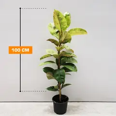 Ficus ELASTICA ABIDJAN 1PP 100 cm