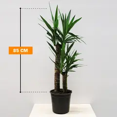 იუკა Yucca 2PP 85 cm