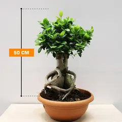 ფიკუსი FICUS MICROCARPA GINSENG 50 სმ