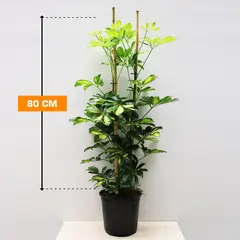 Schefflera 2 PP 80 cm