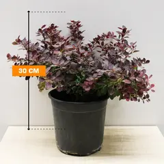 Barberry thunbergi 20-30 cm