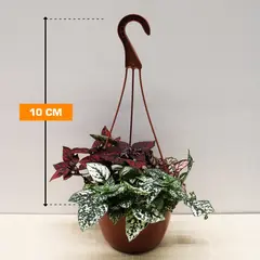 ჰიპოესტეს Hypoestes HANGING 10 სმ