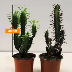 კაქტუსი EUPHORBIA CACTUS 40 სმ