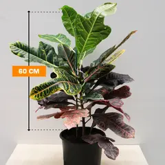 Кротон CODIAEUM CROTON PETRA 60 см