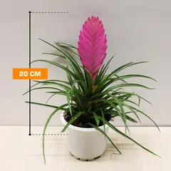 ტილანდსია TILLANDSIA 20 სმ