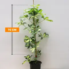 Шеффлера Schefflera 1PP 70 см