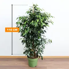 ფიკუსი FICUS DANIELLE MATERNAL 110 სმ