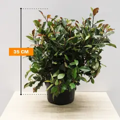 ფოტინია Photinia Fraseri Little Red Robin 35 სმ