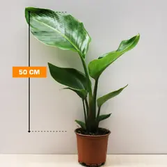 Стрелиция STRELITZIA 50 см