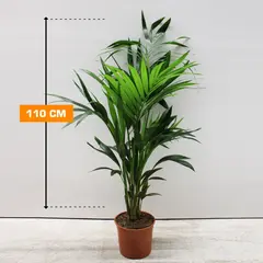 ჰოვეა Howea FORSTERIANA 110 სმ