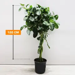 ფიკუსი  Ficus Benghalensis Braid 4PP 120 სმ