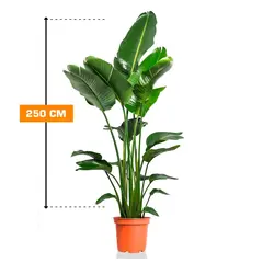 სტრელიცია STRELITZIA NICOLAI 250 სმ