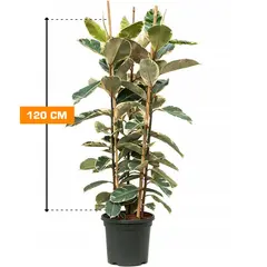 Ficus ELASTICA TINEKE 3 PP 120 cm
