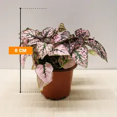 ჰიპოესტეს Hypoestes 8 სმ