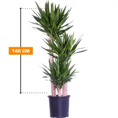 Юкка Yucca 3PP 140 см