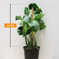 Монстера Monstera 2PP 55 см