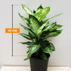 Диффенбахия Dieffenbachia Camilla Compacta 40 см