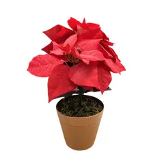 Artificial flower AIMON GROUP XY15-517