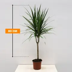Драцена Marginata 1PP 80 см