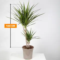 Драцена Marginata 2PP 100 см