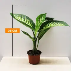 Диффенбахия 35 см