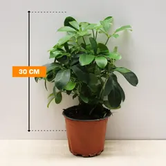 Шеффлера Schefflera 1PP 13 CM/30 CM