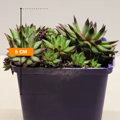 ეხევერია Echeveria Sempervivum P9