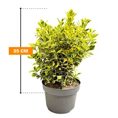 Euonymus 35 cm