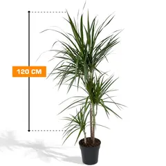 Dracaena Marginata 3PP 120 cm