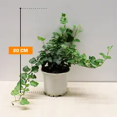 Hedera 20 cm
