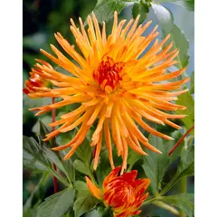 Bulbous HBM BEST BUY CAPPERLINE BES Dahlia Gold Crown (x1)