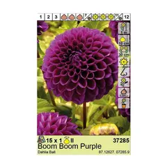 Bulbous HBM BES Dahlia Boom Boom Purple (x1)