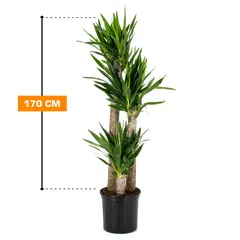 Юкка Yucca 3PP27