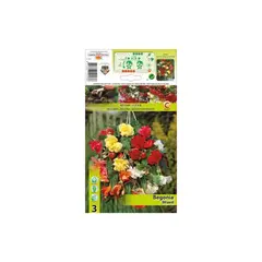 Bulbous HBM STA Begonia Pendula Mixed (x3)